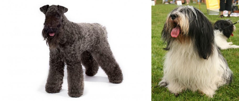 Polish Lowland Sheepdog vs Kerry Blue Terrier - Breed Comparison