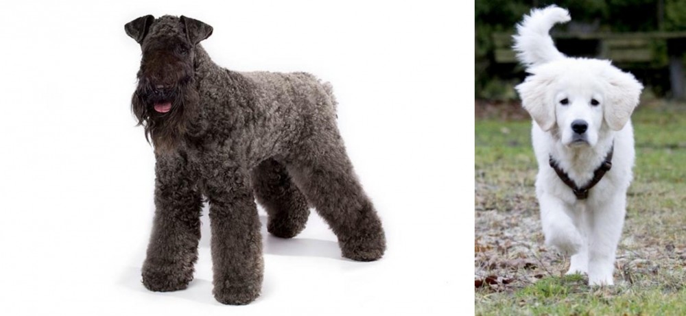 Polish Tatra Sheepdog vs Kerry Blue Terrier - Breed Comparison