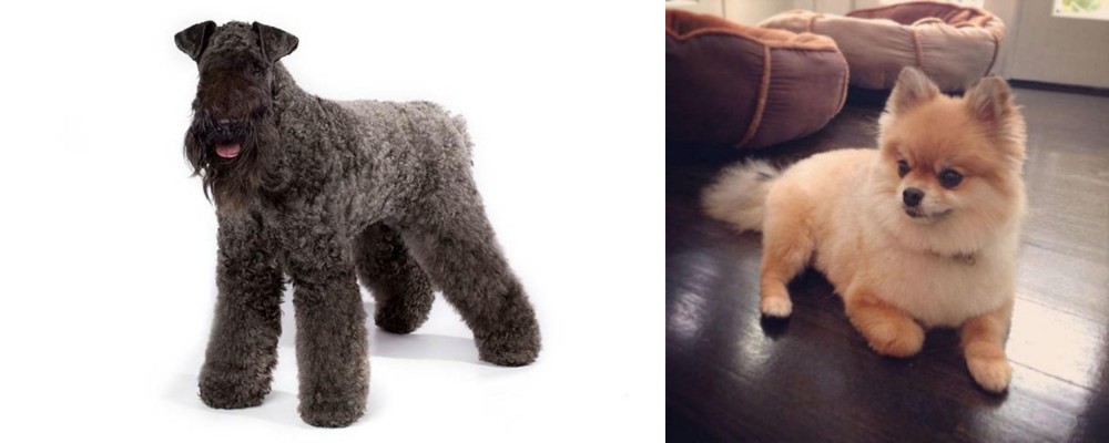 Pomeranian vs Kerry Blue Terrier - Breed Comparison
