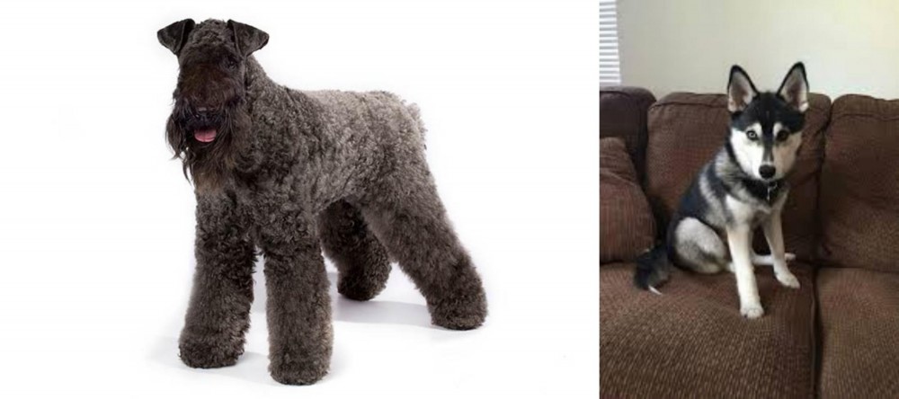 Pomsky vs Kerry Blue Terrier - Breed Comparison