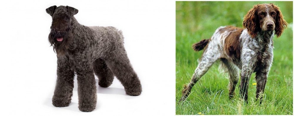 Pont-Audemer Spaniel vs Kerry Blue Terrier - Breed Comparison