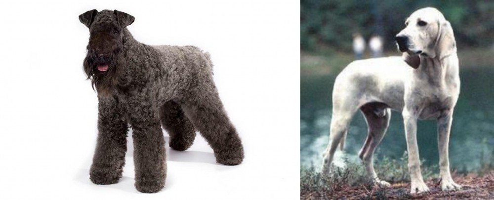Porcelaine vs Kerry Blue Terrier - Breed Comparison