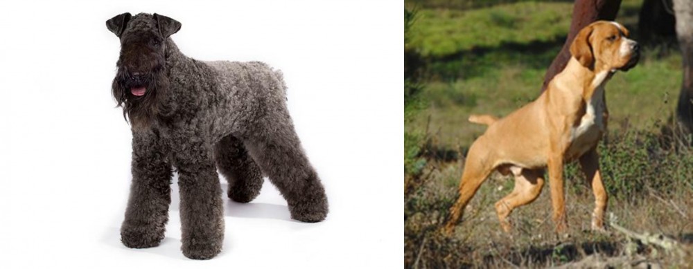 Portuguese Pointer vs Kerry Blue Terrier - Breed Comparison