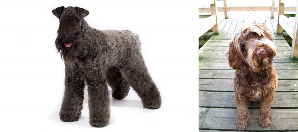 Portuguese Water Dog vs Kerry Blue Terrier - Breed Comparison