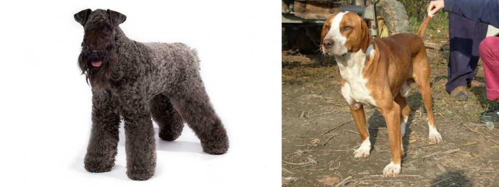 Posavac Hound vs Kerry Blue Terrier - Breed Comparison