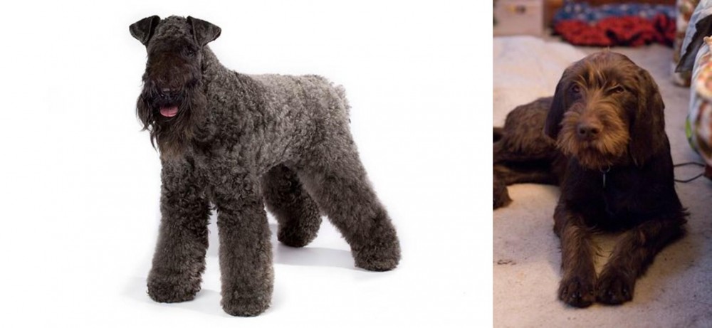 Pudelpointer vs Kerry Blue Terrier - Breed Comparison