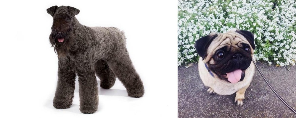 Pug vs Kerry Blue Terrier - Breed Comparison