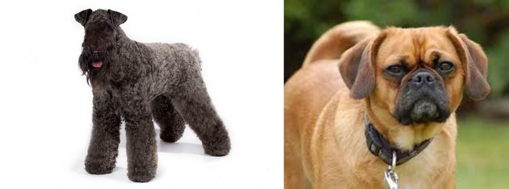 Pugalier vs Kerry Blue Terrier - Breed Comparison