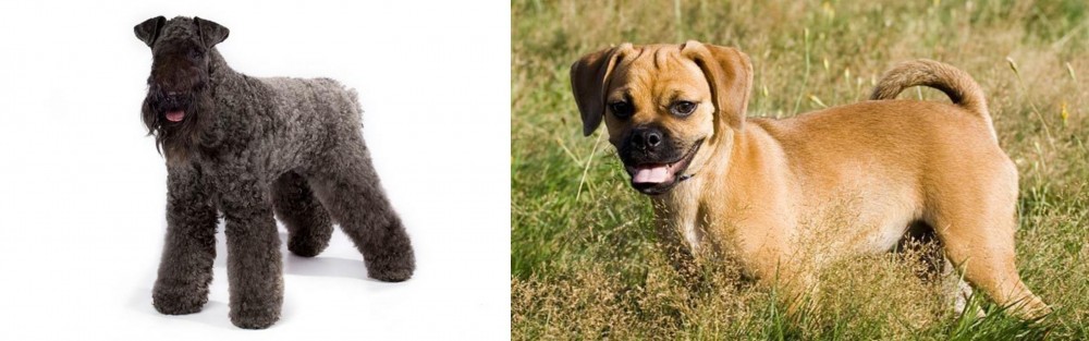 Puggle vs Kerry Blue Terrier - Breed Comparison