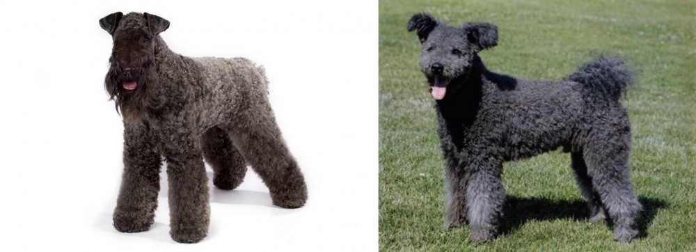 Pumi vs Kerry Blue Terrier - Breed Comparison