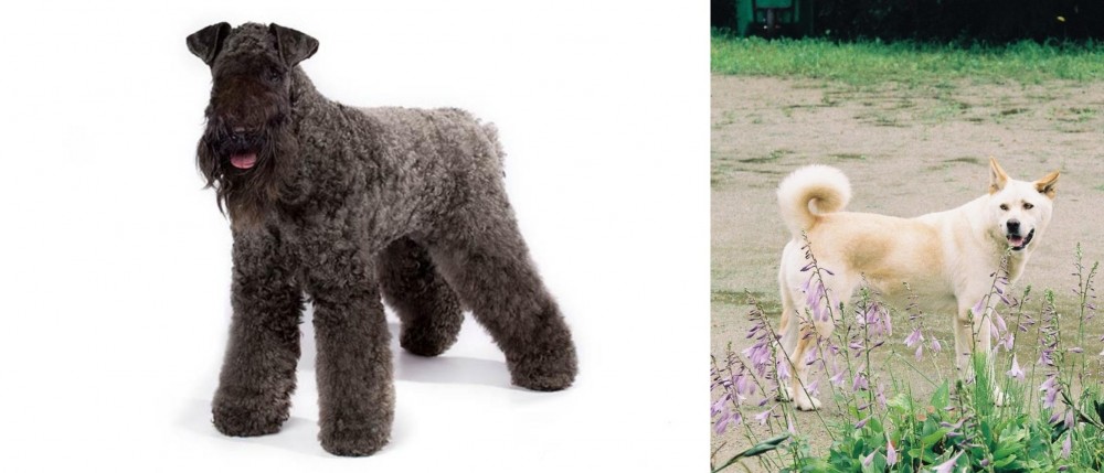 Pungsan Dog vs Kerry Blue Terrier - Breed Comparison