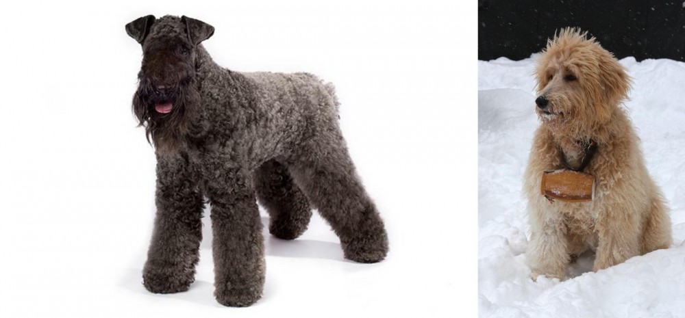 Pyredoodle vs Kerry Blue Terrier - Breed Comparison