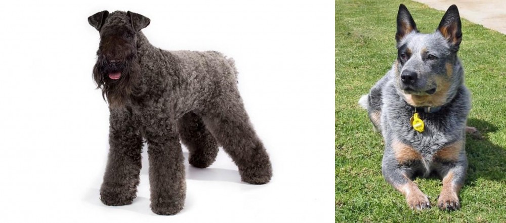 Queensland Heeler vs Kerry Blue Terrier - Breed Comparison