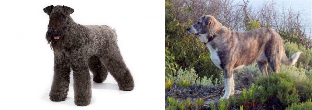 Rafeiro do Alentejo vs Kerry Blue Terrier - Breed Comparison