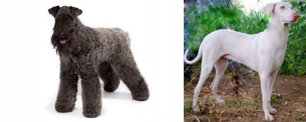 Rajapalayam vs Kerry Blue Terrier - Breed Comparison