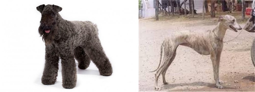 Rampur Greyhound vs Kerry Blue Terrier - Breed Comparison