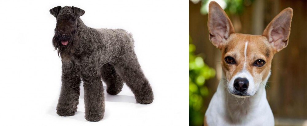 Rat Terrier vs Kerry Blue Terrier - Breed Comparison