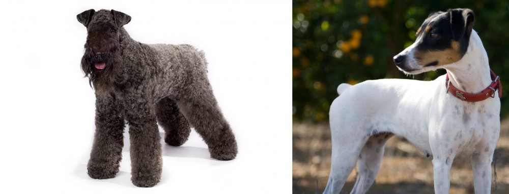 Ratonero Bodeguero Andaluz vs Kerry Blue Terrier - Breed Comparison