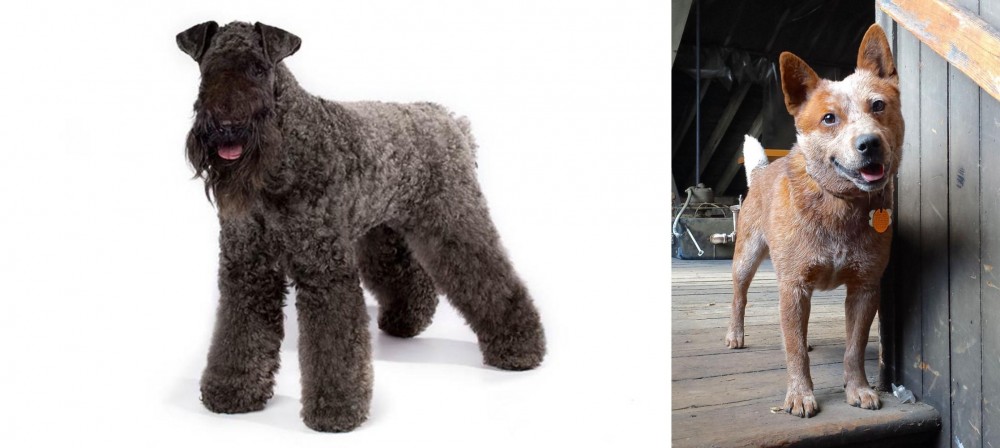 Red Heeler vs Kerry Blue Terrier - Breed Comparison