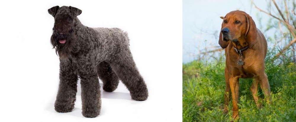 Redbone Coonhound vs Kerry Blue Terrier - Breed Comparison
