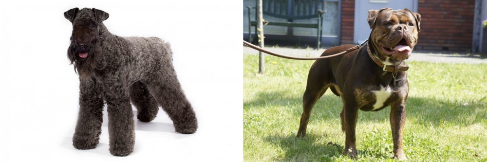 Renascence Bulldogge vs Kerry Blue Terrier - Breed Comparison