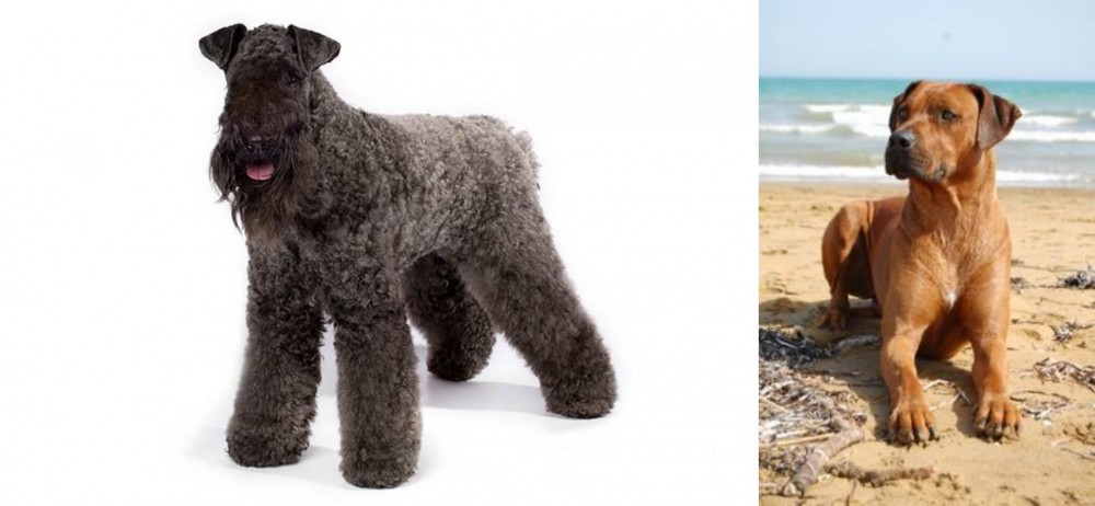 Rhodesian Ridgeback vs Kerry Blue Terrier - Breed Comparison