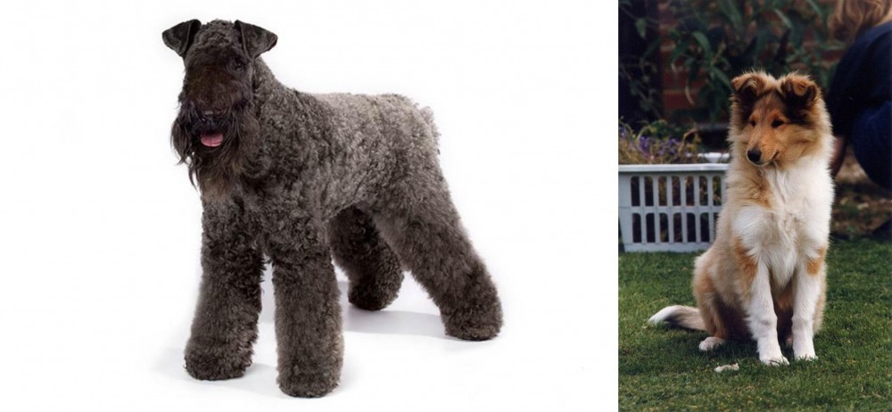 Rough Collie vs Kerry Blue Terrier - Breed Comparison