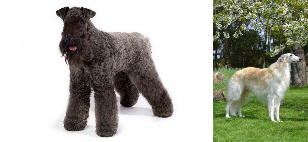 Russian Hound vs Kerry Blue Terrier - Breed Comparison