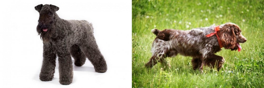 Russian Spaniel vs Kerry Blue Terrier - Breed Comparison