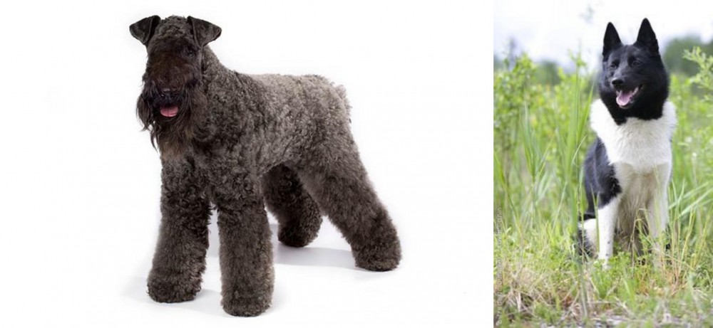 Russo-European Laika vs Kerry Blue Terrier - Breed Comparison