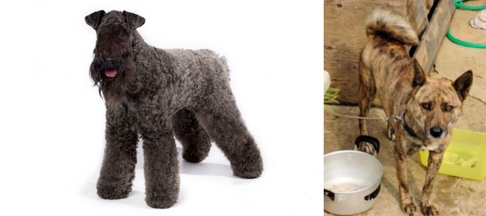 Ryukyu Inu vs Kerry Blue Terrier - Breed Comparison