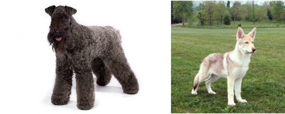 Saarlooswolfhond vs Kerry Blue Terrier - Breed Comparison