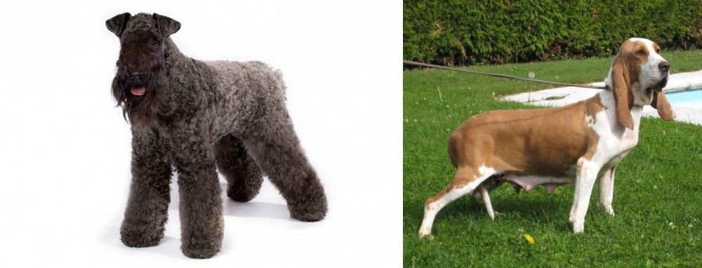 Sabueso Espanol vs Kerry Blue Terrier - Breed Comparison