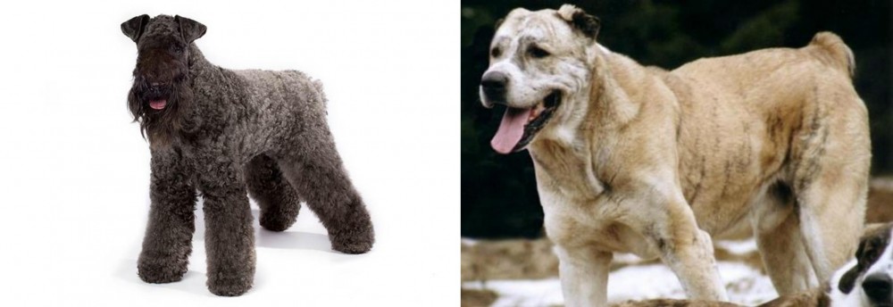 Sage Koochee vs Kerry Blue Terrier - Breed Comparison