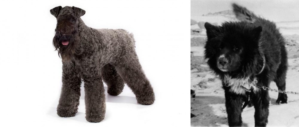 Sakhalin Husky vs Kerry Blue Terrier - Breed Comparison
