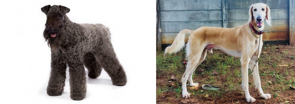 Saluki vs Kerry Blue Terrier - Breed Comparison