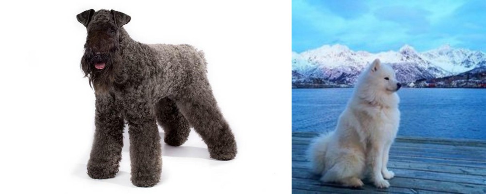 Samoyed vs Kerry Blue Terrier - Breed Comparison