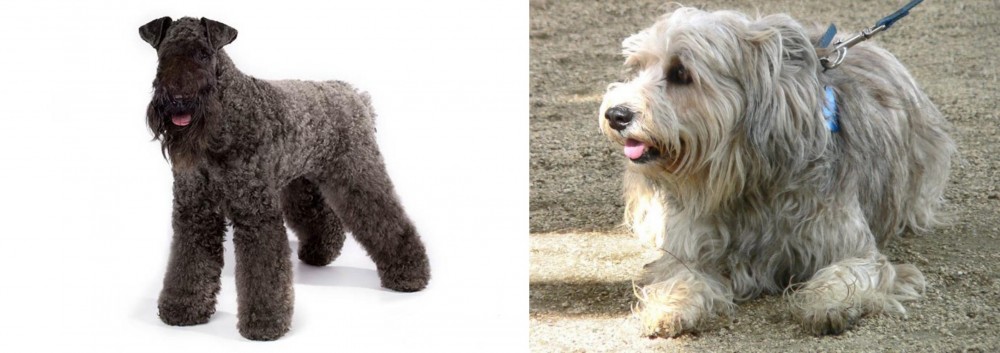 Sapsali vs Kerry Blue Terrier - Breed Comparison