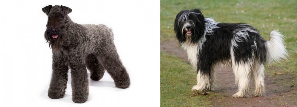 Schapendoes vs Kerry Blue Terrier - Breed Comparison