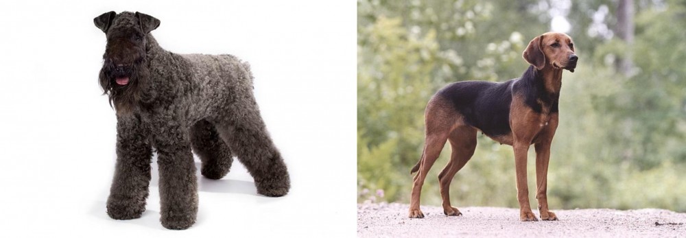 Schillerstovare vs Kerry Blue Terrier - Breed Comparison