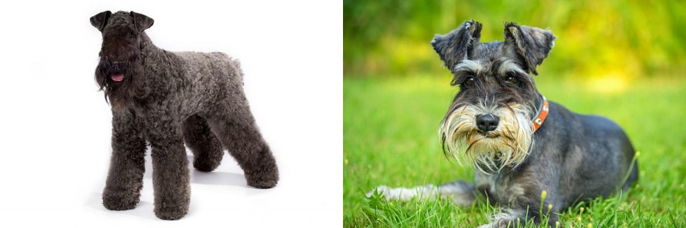 Schnauzer vs Kerry Blue Terrier - Breed Comparison