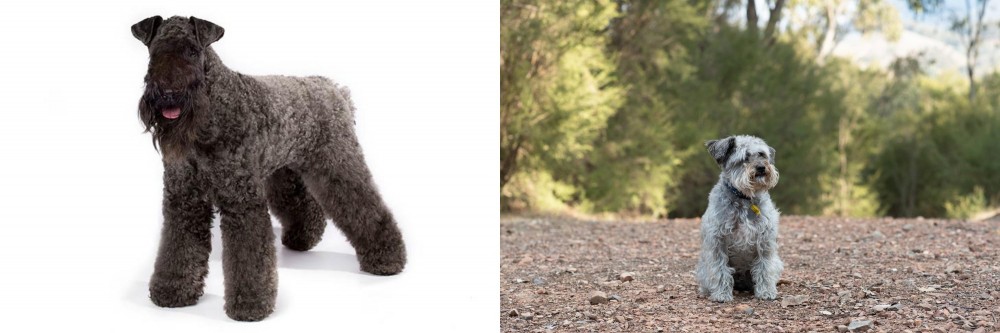 Schnoodle vs Kerry Blue Terrier - Breed Comparison