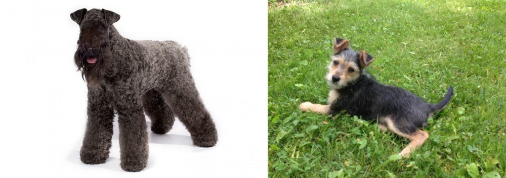 Schnorkie vs Kerry Blue Terrier - Breed Comparison