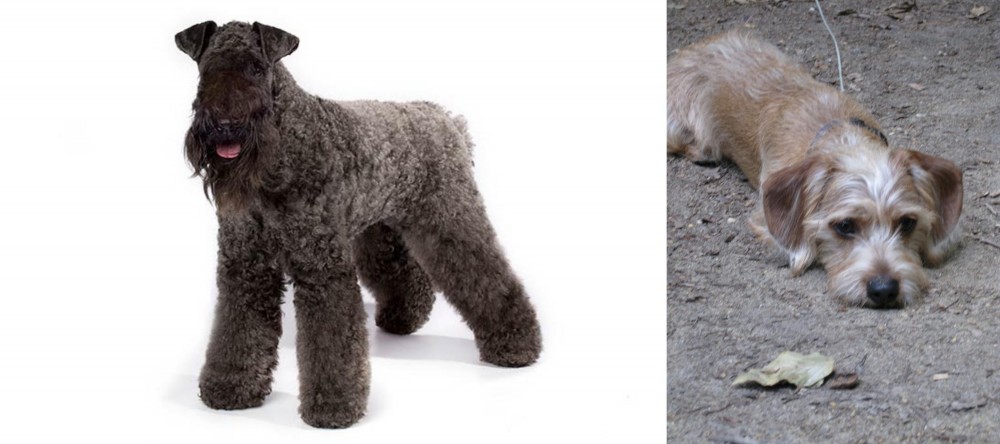 Schweenie vs Kerry Blue Terrier - Breed Comparison