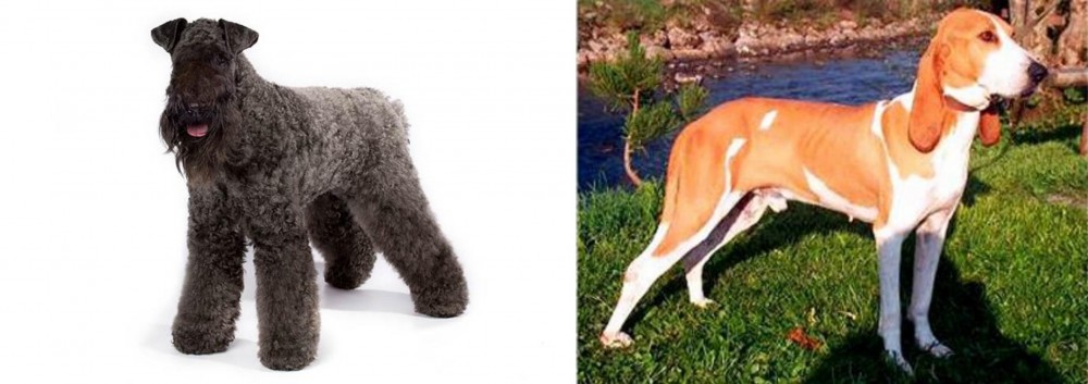 Schweizer Laufhund vs Kerry Blue Terrier - Breed Comparison