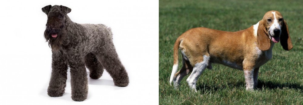 Schweizer Niederlaufhund vs Kerry Blue Terrier - Breed Comparison