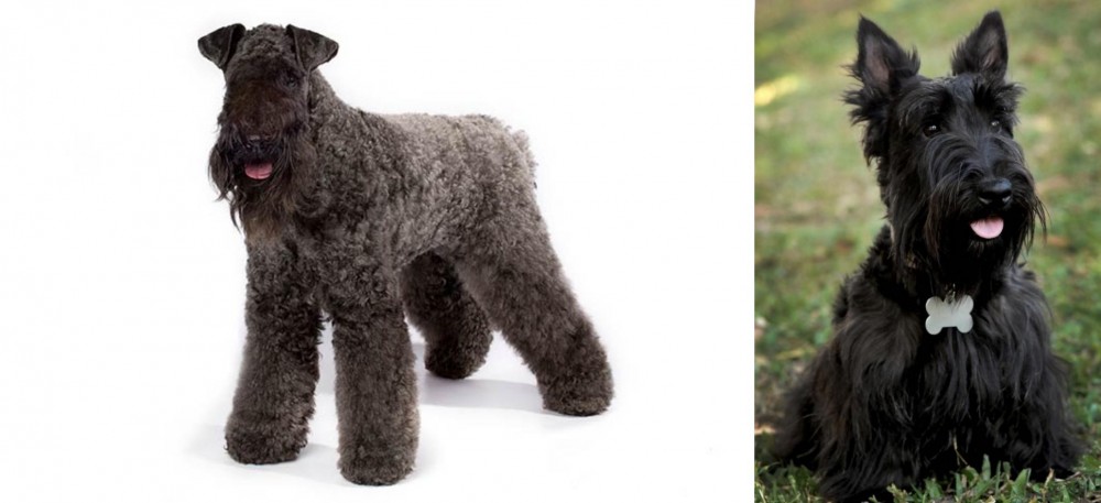 Scoland Terrier vs Kerry Blue Terrier - Breed Comparison