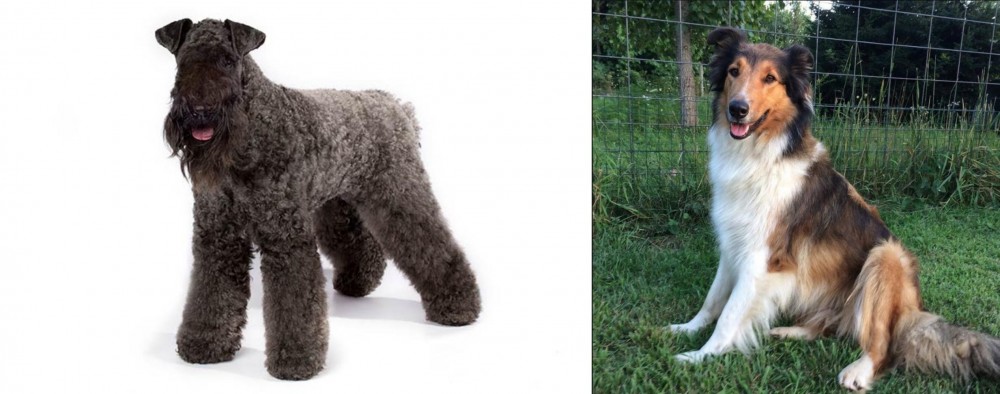 Scotch Collie vs Kerry Blue Terrier - Breed Comparison