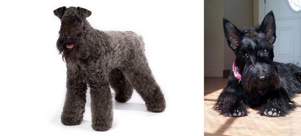 Scottish Terrier vs Kerry Blue Terrier - Breed Comparison