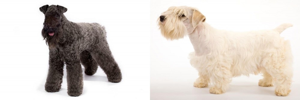 Sealyham Terrier vs Kerry Blue Terrier - Breed Comparison